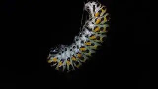 Caterpillar 1 4K -  shot on the RED Hydrogen One