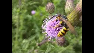 Bienenwolf (Philanthus triangulum). beewolf. Ein Video von KLAUS TAUX