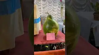 Biggest Lauki | Panihati mela | 2025 | New Year | Flowers | Khardha | Mela