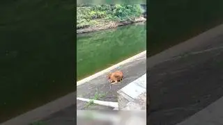 VIDEO LUCU SAPI TERGELINCIR KE SUNGAI