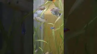 Bolivian ram skirmishes