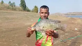 Best Carp Fishing Bait Video || biggest Tilapia Fishing 