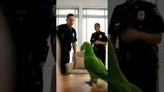Parrot Trolls Police Officer &mdash; &ldquo;License and Beak Please!&rdquo; 😂🦜👮&zwj;♂️ | Real Home Footage 2025