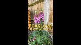 Purple Foxglove | Digitalis 'Dalmatian Purple'