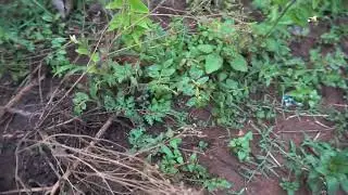Rhythm of insects after rains