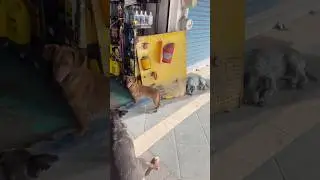 Mexico Street Dogs are Built Different 🤭 #shorts #explore #travel #dog