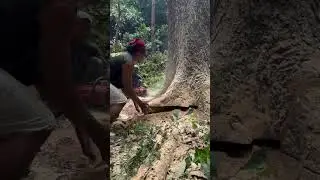 Large wood cutting process #shorts #woodworking #timber