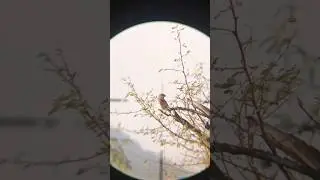 air gun P15 ka shikar VIP hunting group Air gun