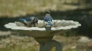 How to Clean Bird Bath Without Chemicals