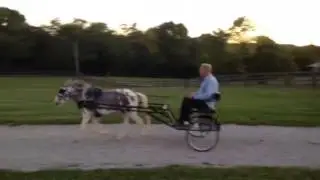 Miniature mule pulling cart