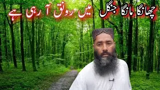 Changa Manga forest is flourishing |چھانگا مانگا جنگل میں رونق آرہی ہے۔