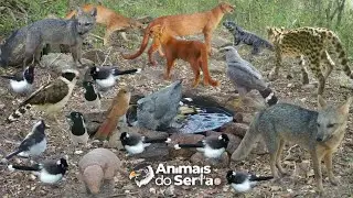 A SECA ACABOU! CONSTRUI UMA FONTE PARA OS ANIMAIS TEREM ÁGUA DIARIAMENTE
