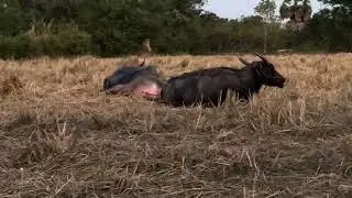 Cows and buffaloes together
