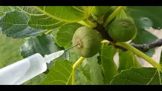 Pollinate Figs manually with a capri fig pollen