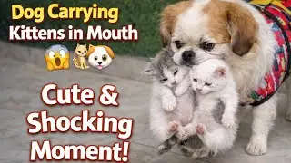 Dog carrying kittens in Mouth 😱| cute & shocking Moment 🐶🐱#dailyvlog #ytshorts ytshorts #viralvideo