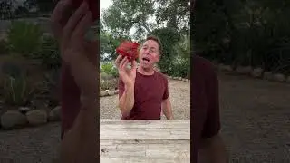 DEATH WRAPPLE