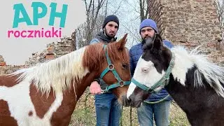American Paint Horse klaczka i ogierek na sprzedaż