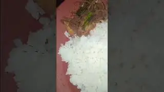 today dinner එක 🙋🙋 #music #love #cook #food #song #cookrecipe #foodie #recipe #cookingvideo