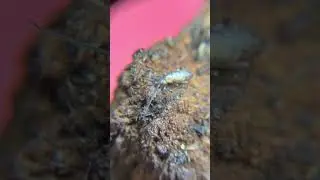 Giant Silver Bullet Springtails (Porogonognathellus dubius) Curling Antennae  #bioactive #vivarium