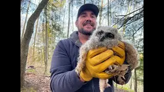 Owlet Rescue Phase 1, Saving Hoot