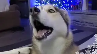 Shelby the Husky Wants to Sing! Howling Husky #shorts