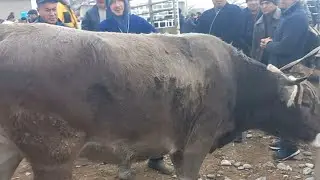 KITOB MAKRID MOL BOZORI ENA Bola sigirlar