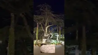 175 years old Cedar Tree planted by   James Abbott in Pakistan۔                175 سال پرانا درخت