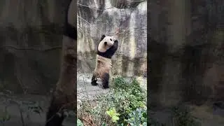 Hungry Panda is smart #shorts