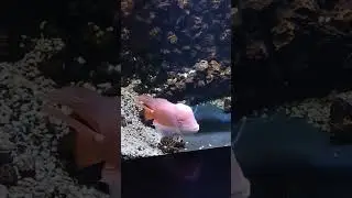 #shorts#youtubeshorts#funny#viral#fish#shortvideo#viral#trending#minivlog#fun#fishing#vlog#song#fyp