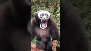 Viral video / Discovery  monkey ,  #shorts #trending #discovery #monkey