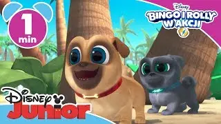 Bingo i Rolly w akcji - nowe odcinki o 16:30!