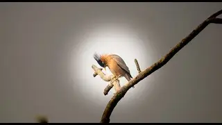 Birds of my Farm |JSP Photography|   #jspphotography #birds #naturephotography #kingfisher