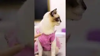 NOVIDADE 🐱 Suplemento Alimentar HB Fel para Gatos Avert 💛