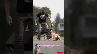 Собака Майкла из K9 Training просто потрясающая 🐕&zwj;🦺🔥 | Элитная, умная и сильная #малинуа #дрессир...