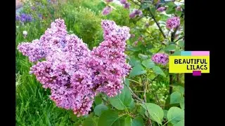Beautiful Lilacs (Syringa vulgaris)
