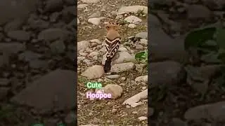 Order Bucerotiformes.