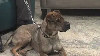Visit Pet of the Week, Bronto at the Everyday Adoption Center