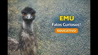 EMUS: O INCR&Iacute;VEL P&Aacute;SSARO AUSTRALIANO QUE SURPREENDE...