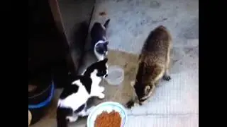 The Great Escape | VINEtown (Funny Vine Videos)