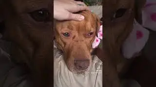 Best puppies ever! they deserve the world 🌎  #asmr #asmranimals #asmrdog #asmrpuppys #asmrpets