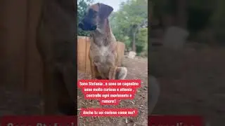 Cane curioso 🧐!!