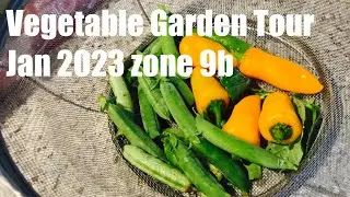 Vegetable Garden Tour January 2023 ep1