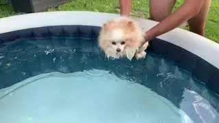 Nage spitz nain SWIMMING DOG