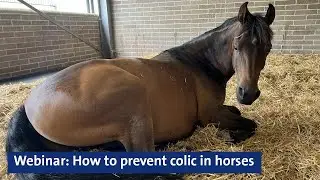 Webinar: How to prevent colic in horses