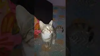 viral cat video||🐾#catshorts #funny #trendingshorts #reels #facts #creative #art #shorts #ytshorts