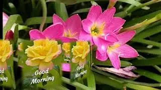 #DKStatus Good morning Status| good morning images|good morning flower| photo| goodmorning image.Com