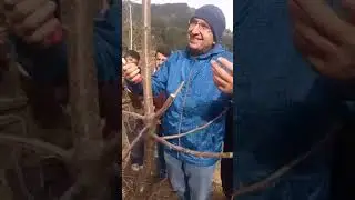 stone fruit pruning or training,cherry pruning