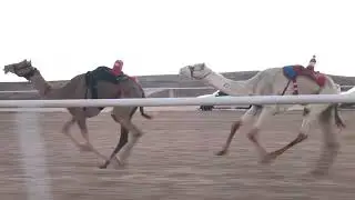الشوط الرئيسي للجذاع بكار - طواري للسيد ياسر بن عواد الحويطي