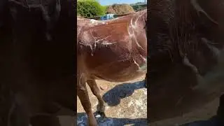 Bailey having a bath in this extreme heat!! Baby horse |Crazy ponies