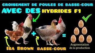 Croisement d'lsa Brown et de poules debasse-cour: Le croisement id&eacute;al pour unemeilleure ponte.